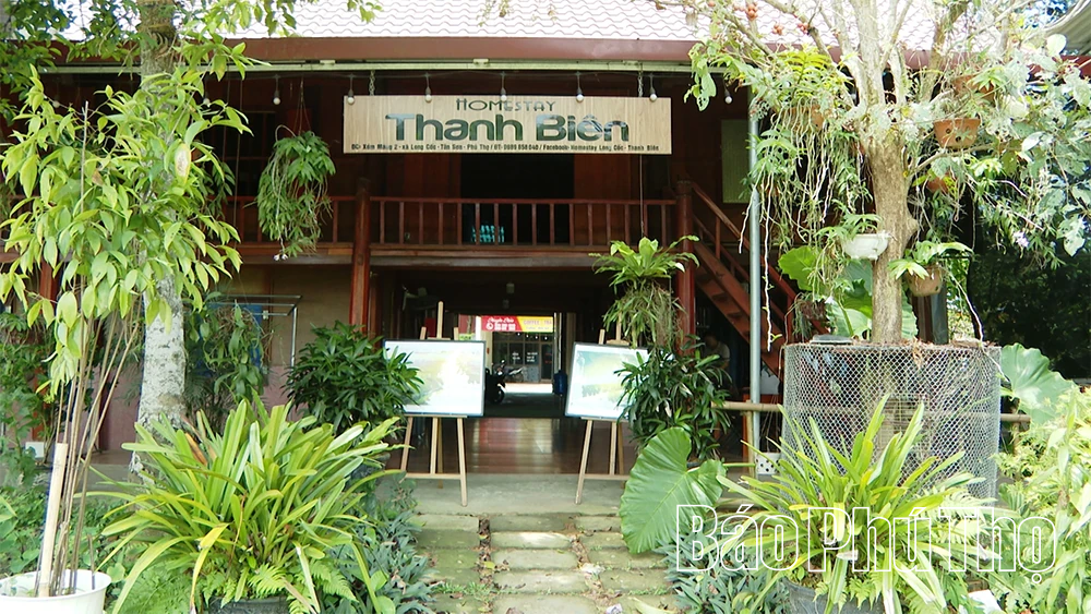 Long Cốc phát triển sản phẩm chè gắn với du lịch xanh