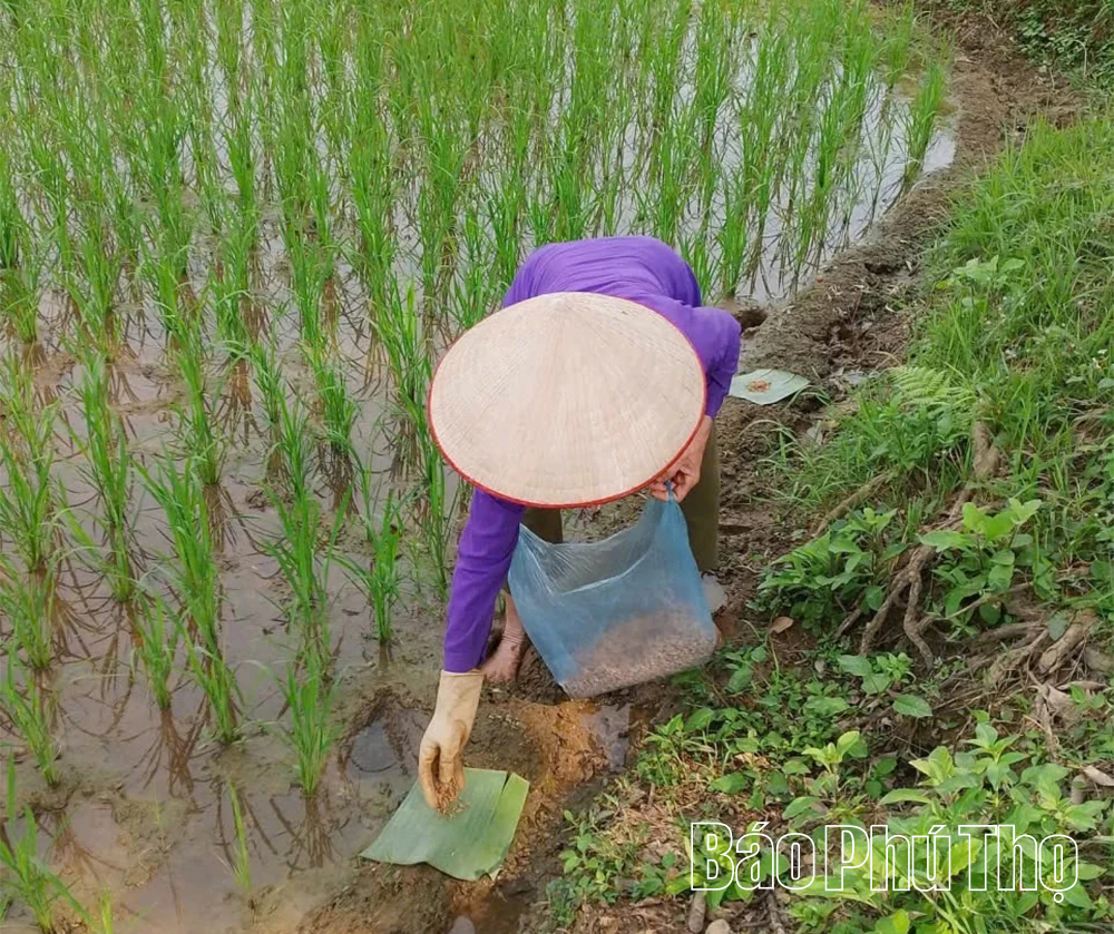 Chủ động diệt chuột để bảo vệ lúa vụ Mùa