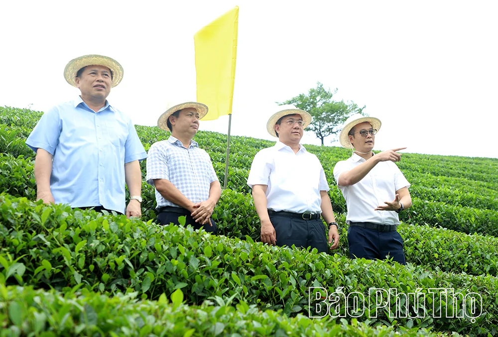 Phát triển nông nghiệp quy mô lớn, công nghệ cao gắn với sinh thái, chế biến sâu và du lịch trải nghiệm