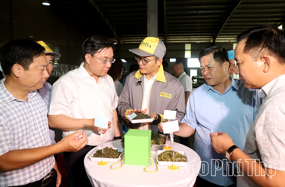 Phát triển nông nghiệp quy mô lớn, công nghệ cao gắn với sinh thái, chế biến sâu và du lịch trải nghiệm