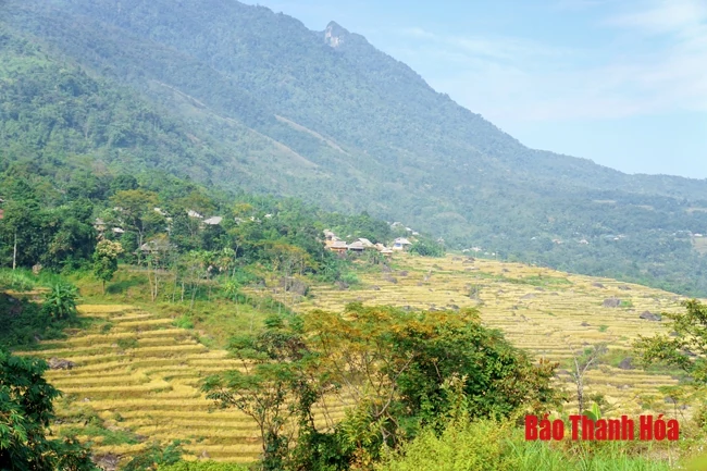 Rực rỡ mùa vàng Pù Luông