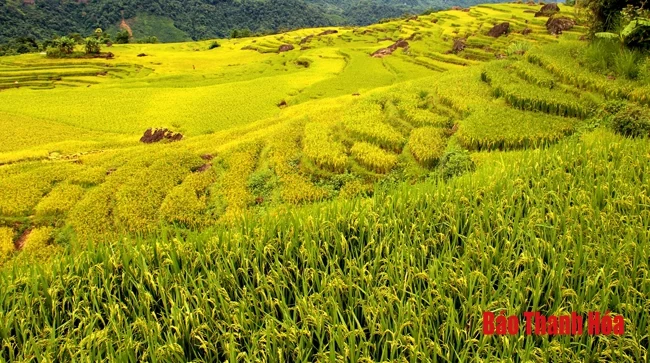 Rực rỡ mùa vàng Pù Luông