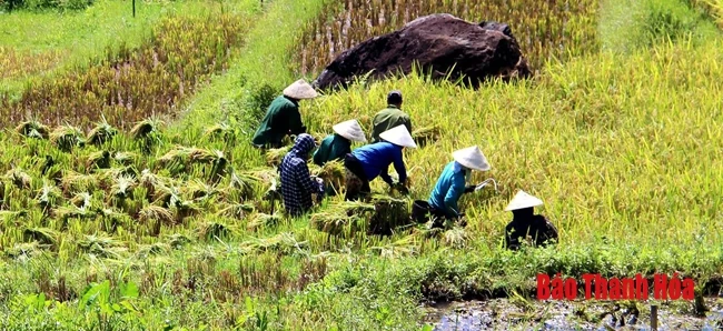 Rực rỡ mùa vàng Pù Luông