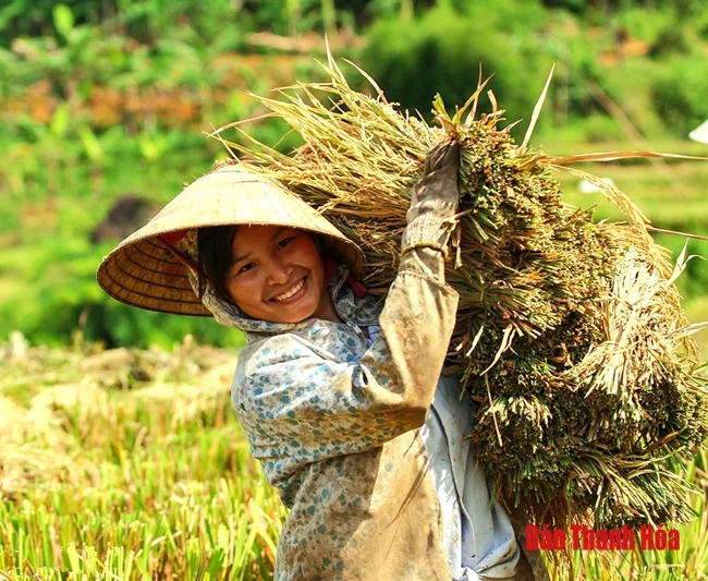 Rực rỡ mùa vàng Pù Luông