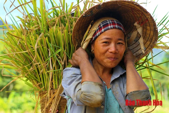 Rực rỡ mùa vàng Pù Luông