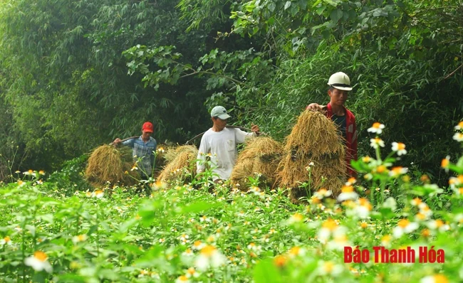 Rực rỡ mùa vàng Pù Luông