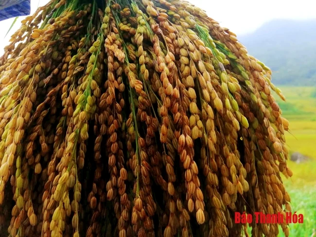 Rực rỡ mùa vàng Pù Luông