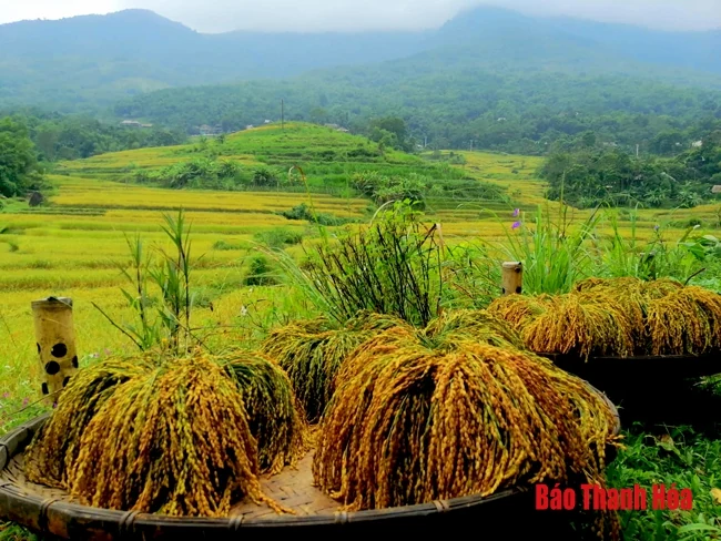 Rực rỡ mùa vàng Pù Luông