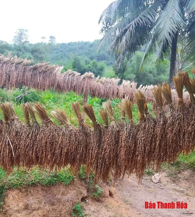 Rực rỡ mùa vàng Pù Luông