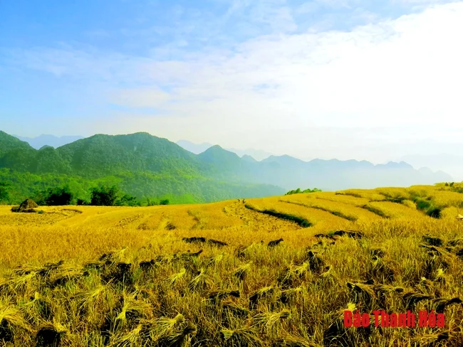 Rực rỡ mùa vàng Pù Luông