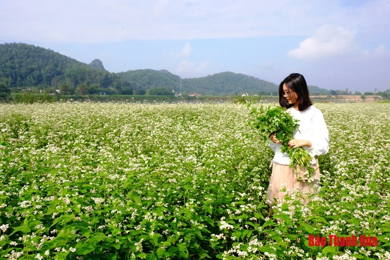 Mê mẩn sắc hoa bên dòng sông Mã