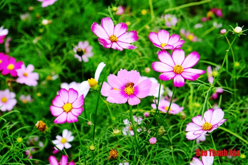 Mê mẩn sắc hoa bên dòng sông Mã