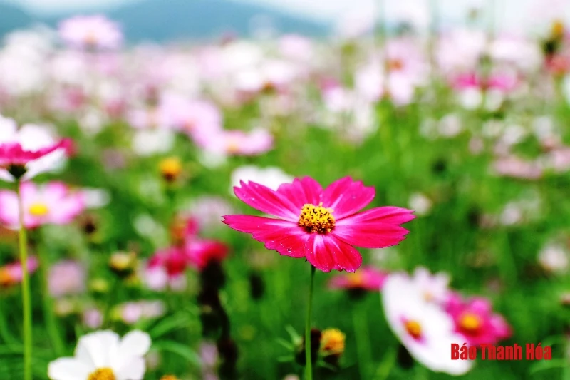 Mê mẩn sắc hoa bên dòng sông Mã