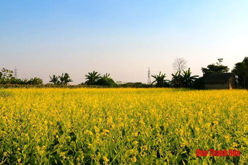 Mê mẩn sắc hoa bên dòng sông Mã