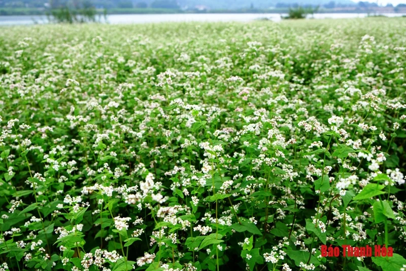 Mê mẩn sắc hoa bên dòng sông Mã