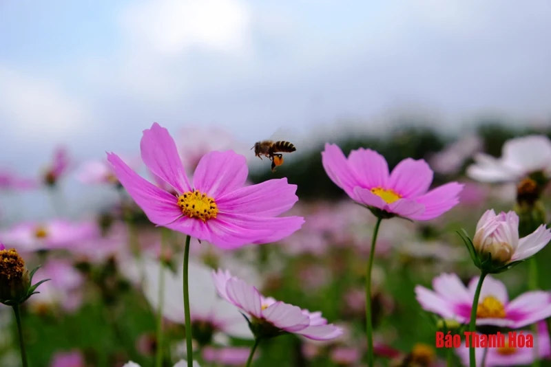 Mê mẩn sắc hoa bên dòng sông Mã