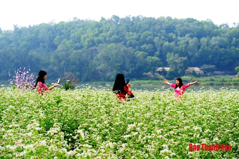 Mê mẩn sắc hoa bên dòng sông Mã