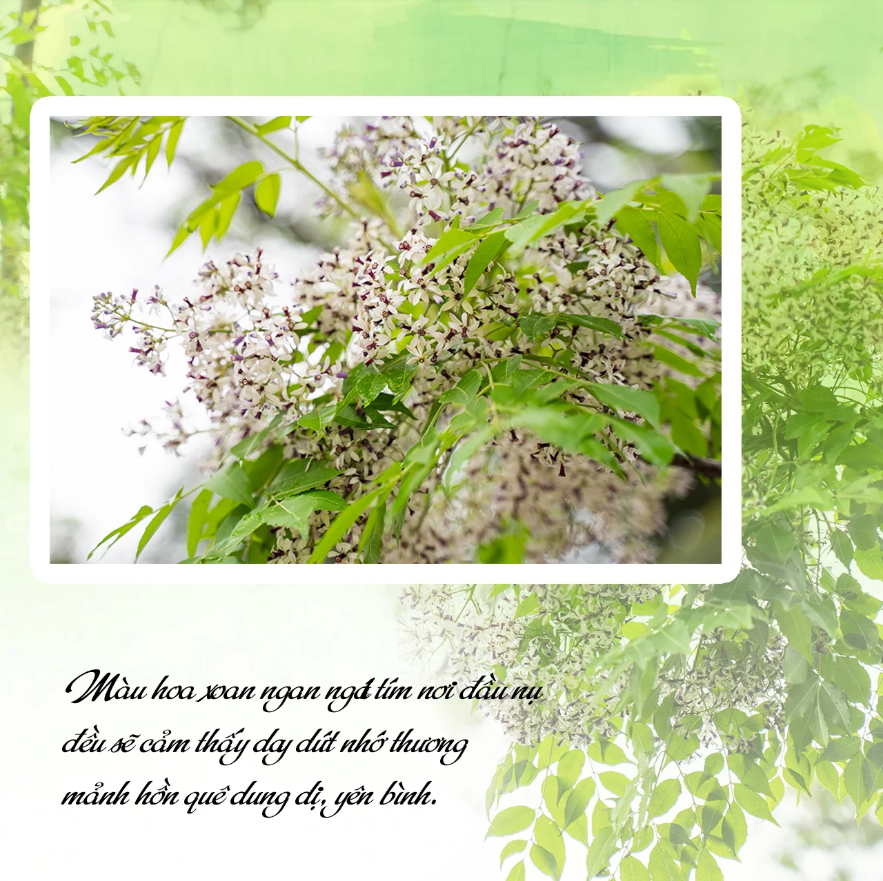 E-Magazine: Ngan ngát mùa hoa xoan