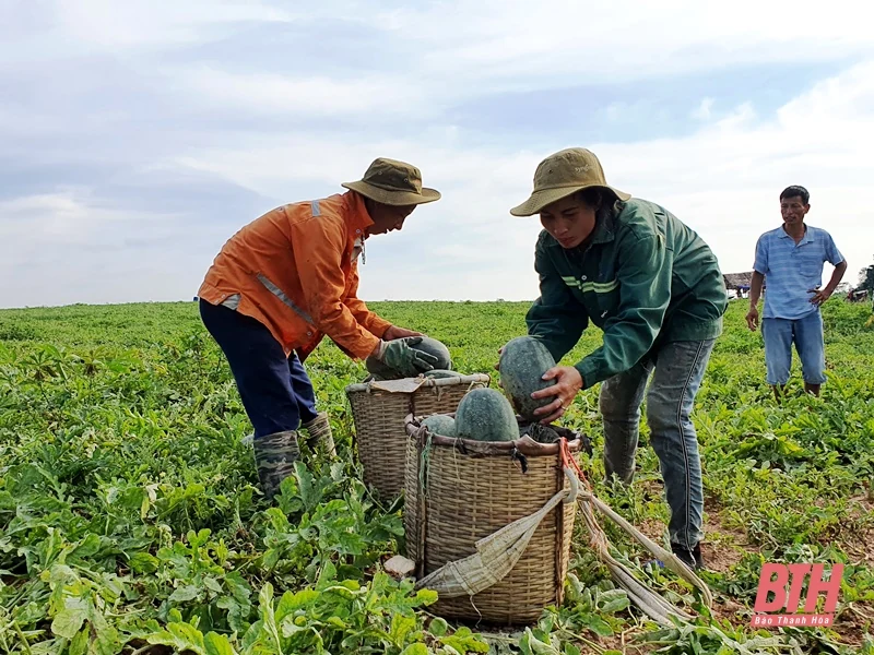 Như Xuân, ngọt mùa dưa hấu