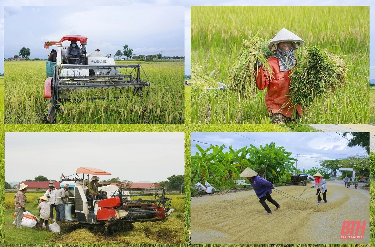 Sáng lúa, chiều cây màu vụ đông