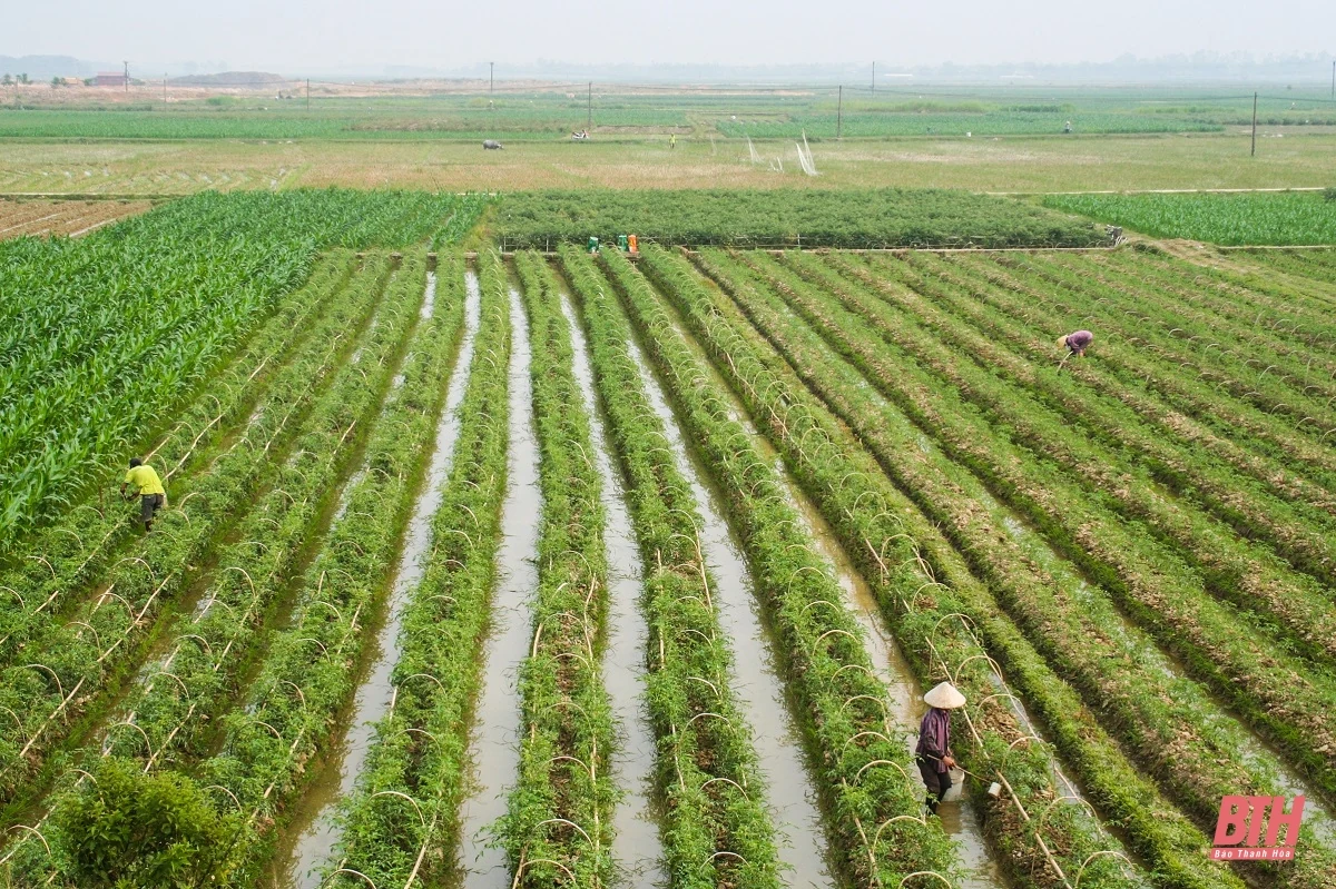 Sáng lúa, chiều cây màu vụ đông