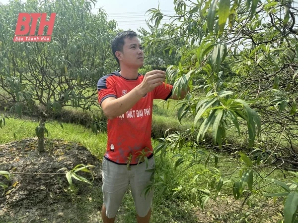 Đào Quảng Chính chuẩn bị cho Tết nguyên đán Ất Tỵ 2025