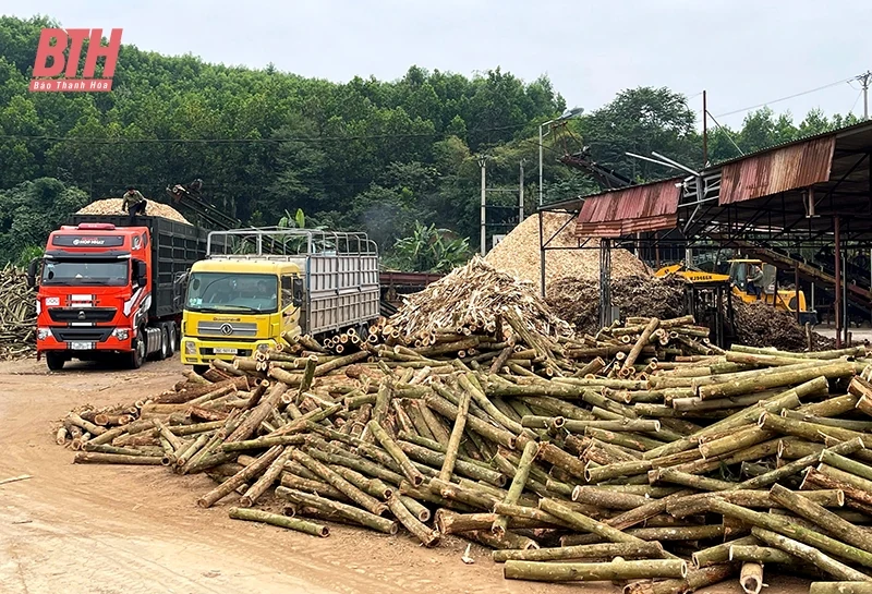 Phát triển kinh tế lâm nghiệp ở Ngọc Lặc