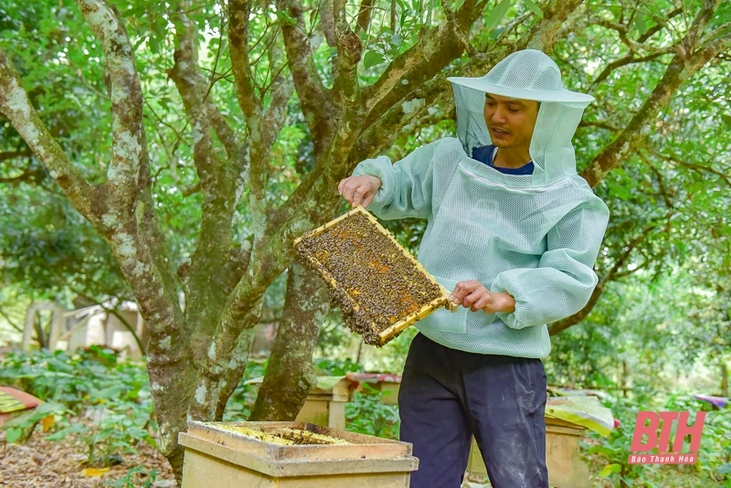 Nuôi ong ở Bến En