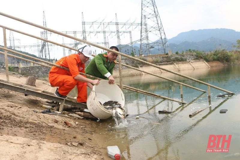 Thả cá giống tái tạo nguồn lợi thủy sản lòng hồ thủy điện Trung Sơn