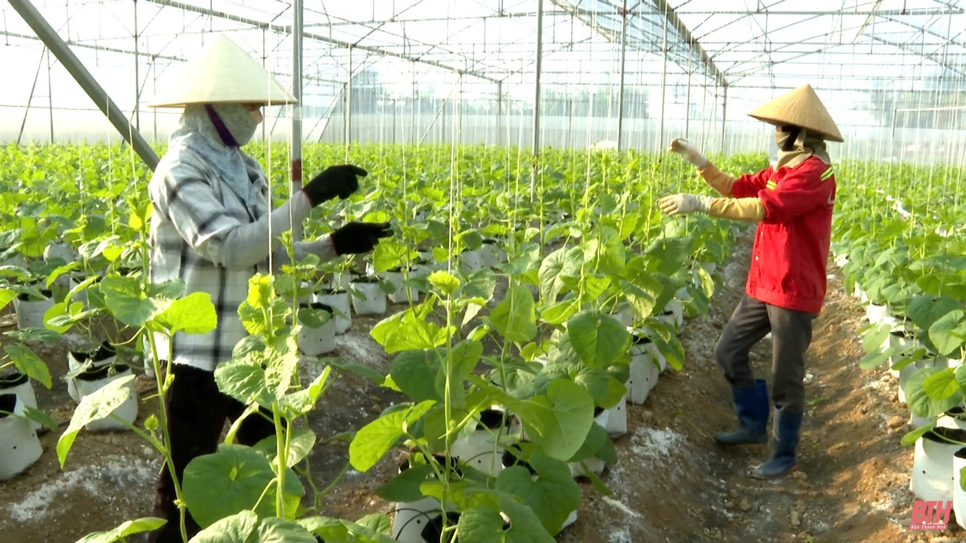 Huyện Thiệu Hóa được Thủ tướng Chính phủ công nhận đạt chuẩn nông thôn mới nâng cao