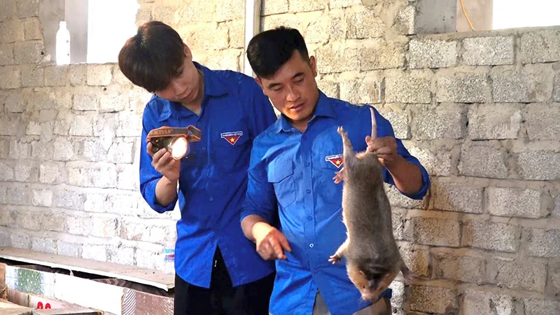 Thanh niên miền núi tiên phong khởi nghiệp từ chăn nuôi dúi