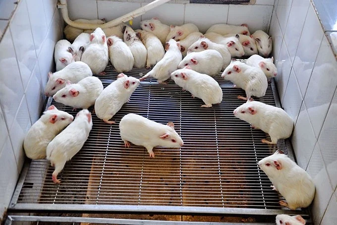 Nhật Bản cấy ghép thành công mô thận cho thai nhi chuột