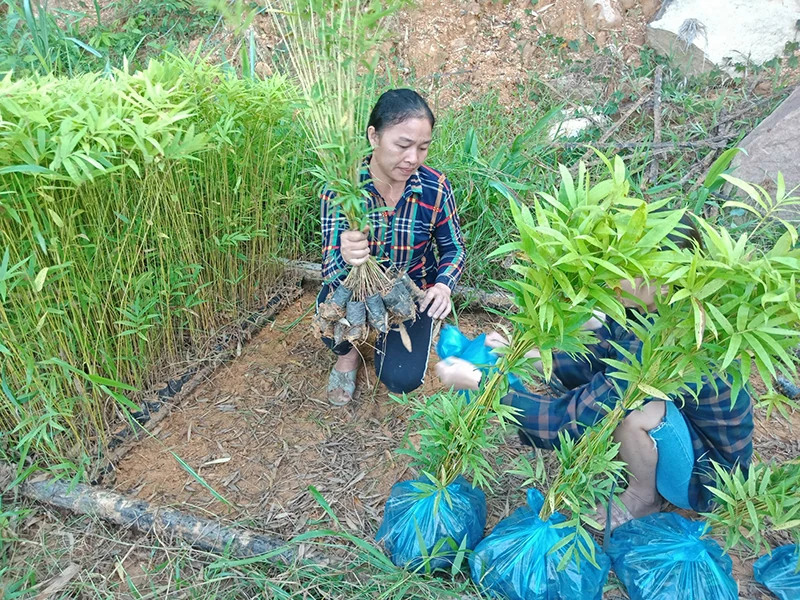 Quan Sơn thâm canh phục tráng, nâng cao hiệu quả rừng luồng