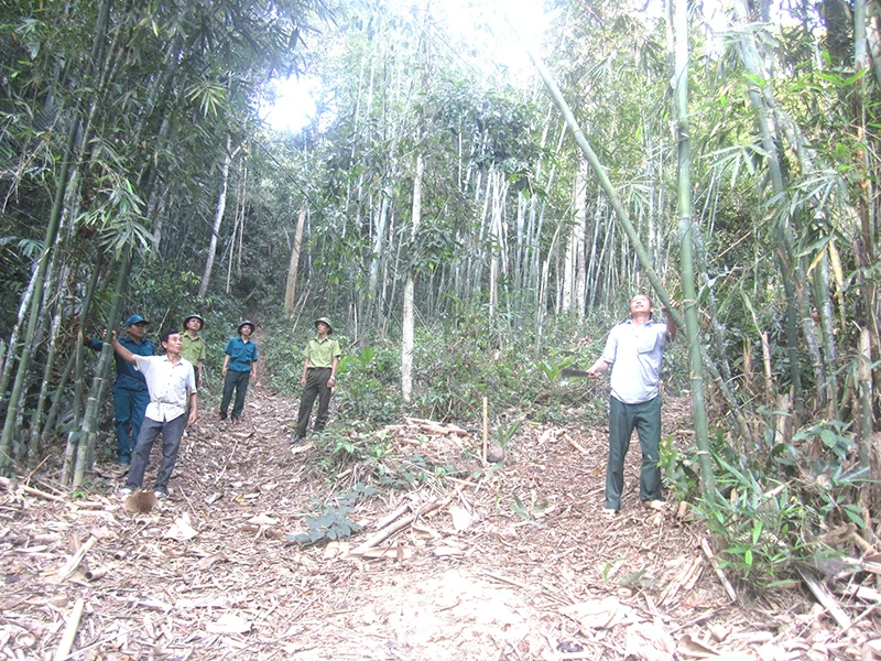 Luồng, nứa, vầu chết khô - nguy cơ cháy rừng cao mùa nắng nóng
