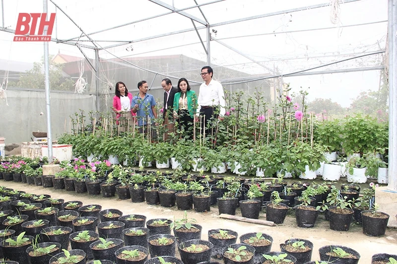 Những mô hình trồng trọt điển hình trong nhà lưới ở Hậu Lộc