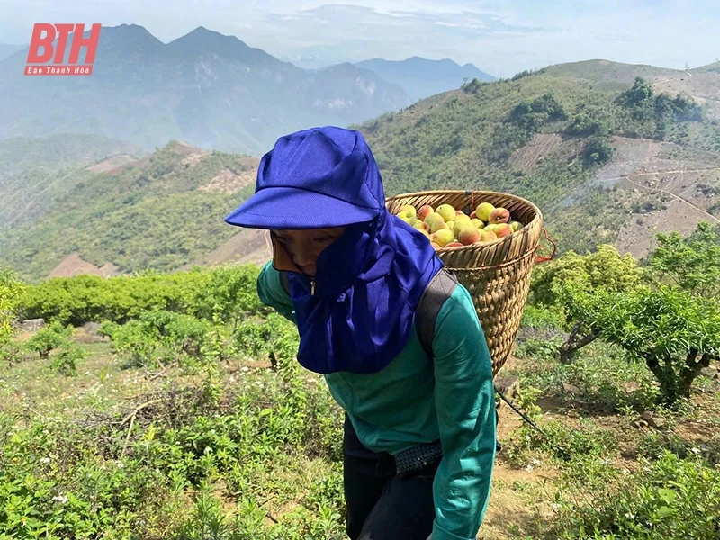 Mường Lát vươn mình: Hành trình thay đổi từ Nghị quyết 11-NQ/TU (Bài 1) - Mở hướng cho “vùng khó”