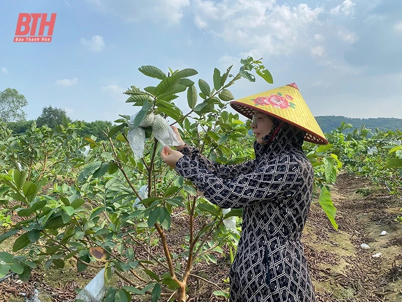 Ứng dụng kỹ thuật cắt ghép cành “trẻ hóa” cây ăn quả