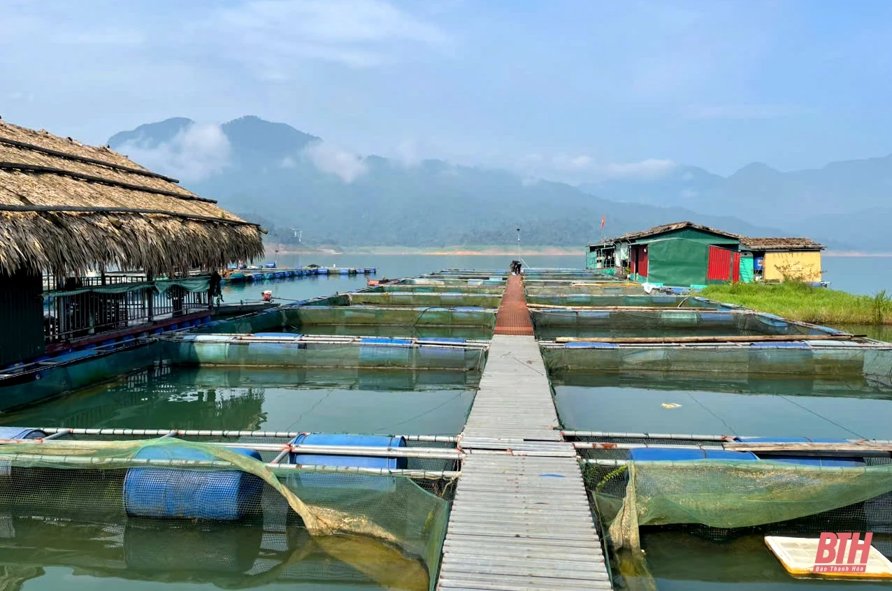 Phát triển nghề nuôi cá lồng ở Thường Xuân