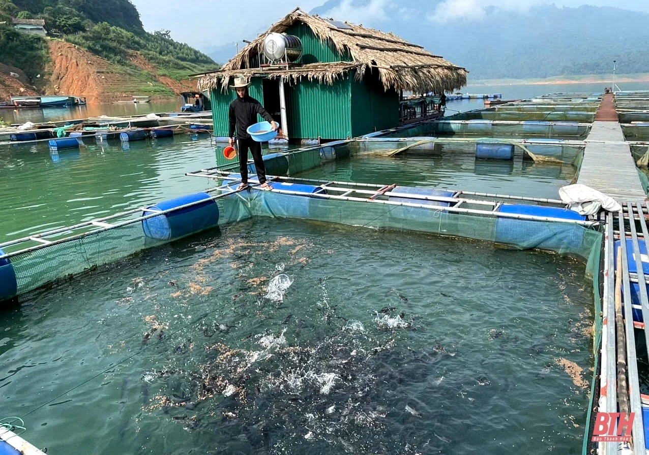 Phát triển nghề nuôi cá lồng ở Thường Xuân