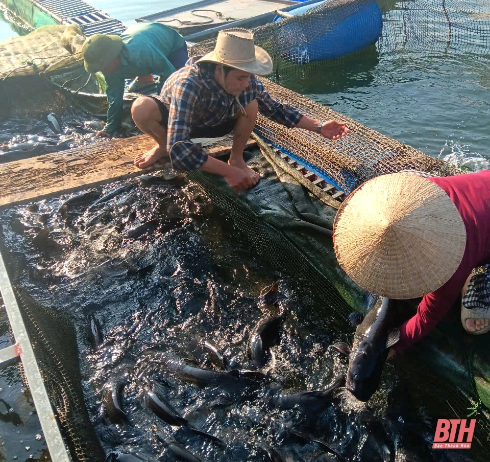Phát triển nghề nuôi cá lồng ở Thường Xuân