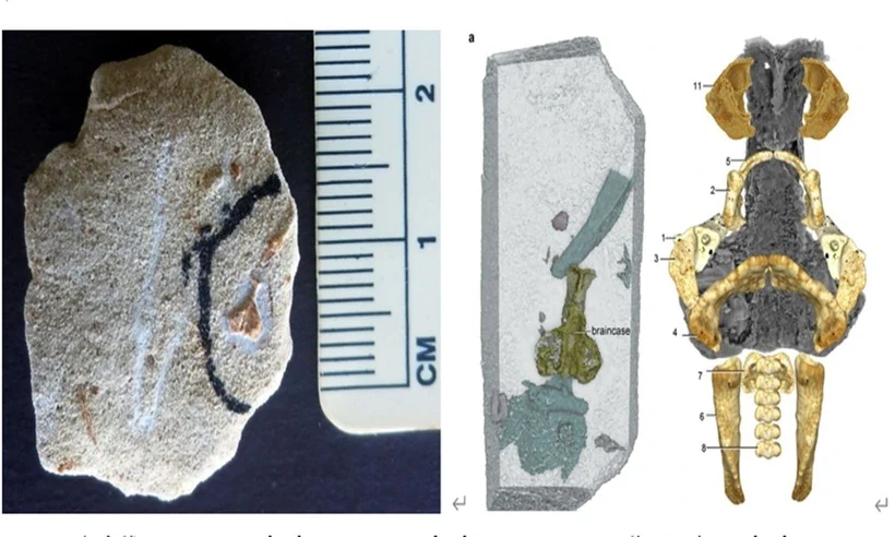 Bước ngoặt lớn trong việc giải mã lịch sử tiến hóa của động vật có xương sống