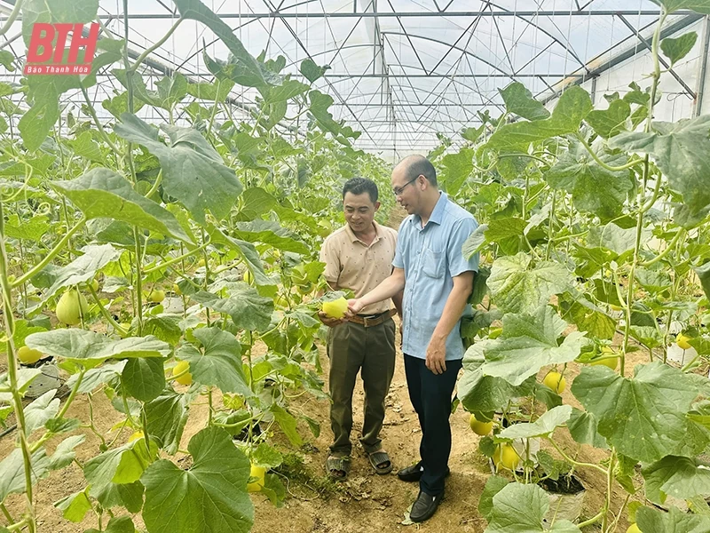 Xây dựng mô hình kinh tế HTX hiệu quả