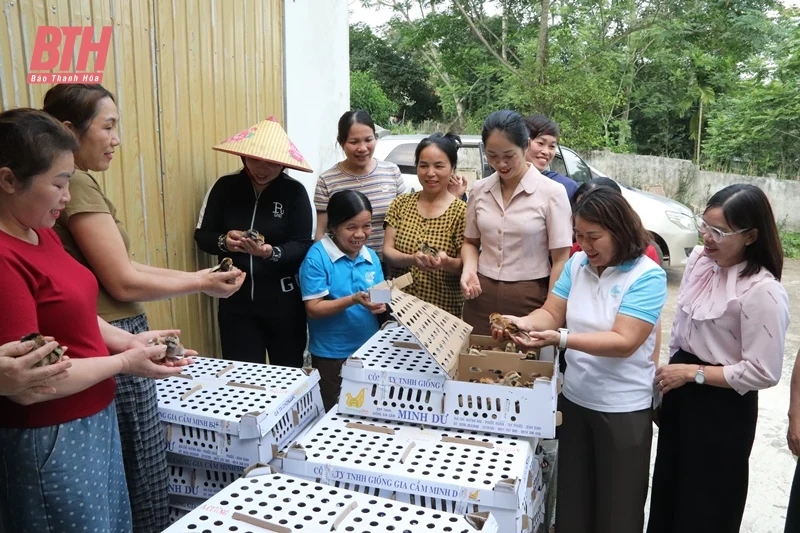 Trao 5.000 con gà giống cho Tổ hợp tác chăn nuôi tổng hợp do phụ nữ làm chủ