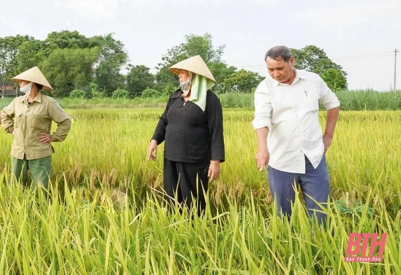 Thọ Xuân: Hơn 27 ha lúa vụ xuân bị thoái hóa đầu bông