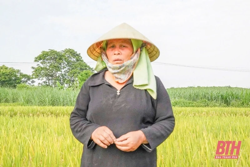 Thọ Xuân: Hơn 27 ha lúa vụ xuân bị thoái hóa đầu bông