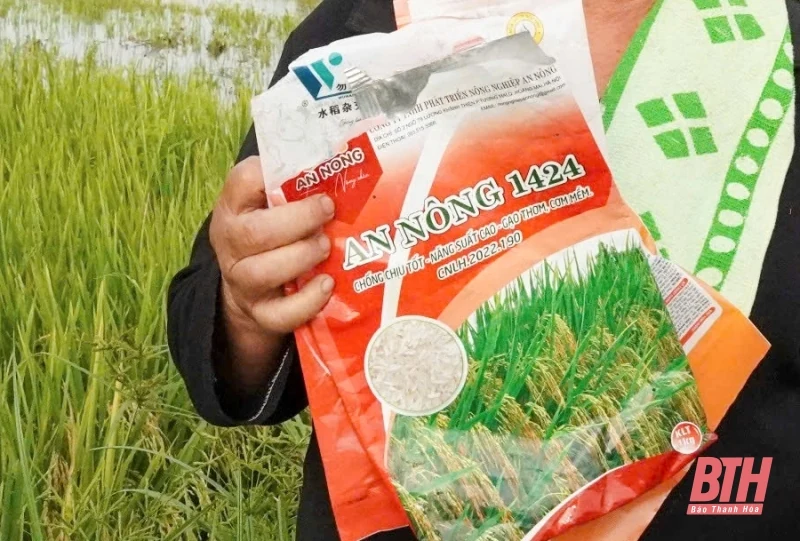 Thọ Xuân: Hơn 27 ha lúa vụ xuân bị thoái hóa đầu bông