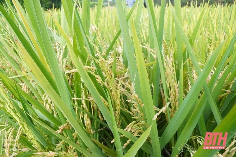 Thọ Xuân: Hơn 27 ha lúa vụ xuân bị thoái hóa đầu bông