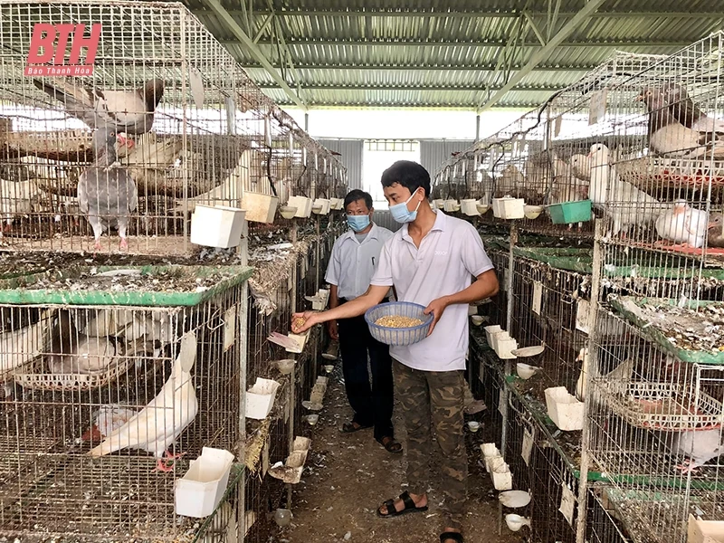 Khởi nghiệp thành công từ mô hình nuôi chim bồ câu Pháp