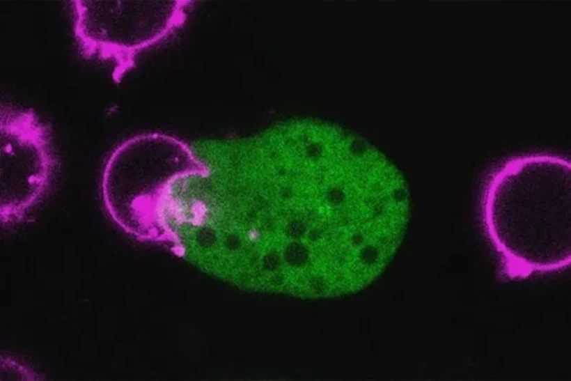 Phát hiện ký sinh trùng đội lốt tế bào người để trốn hệ miễn dịch
