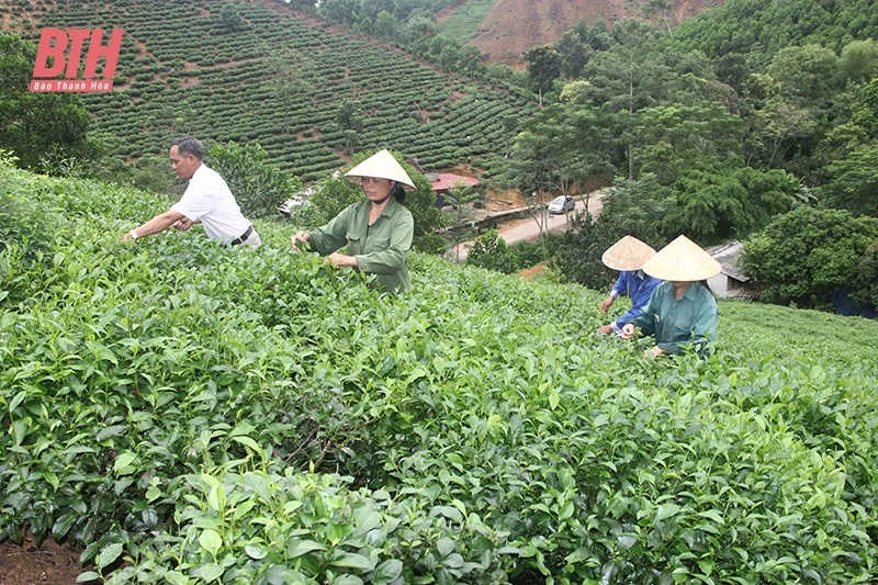 Phát huy tiềm năng, thế mạnh sản phẩm địa phương thông qua HTX